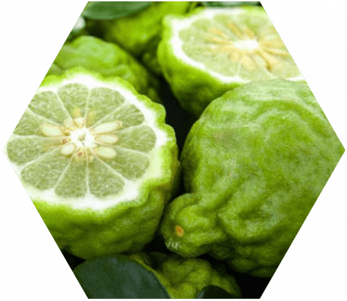 bergamot-500x434