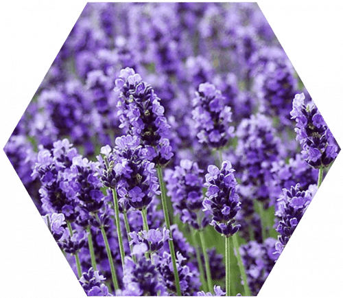 lavender-500x434