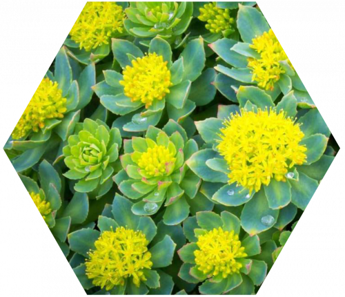 rhodiola-500x430